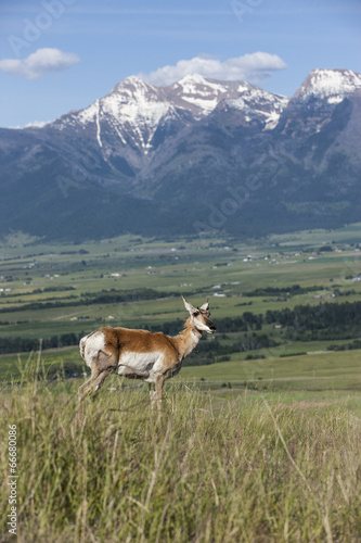 Antelope on hill with mountains.