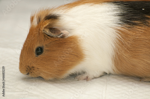 Guinea pig