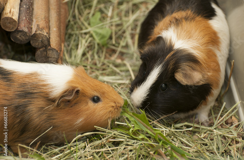 Guinea pig