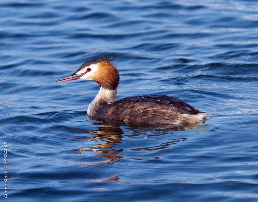 Crested grebe (podiceps cristatus) duck on water Crested grebe (podiceps cristatus) duck on water