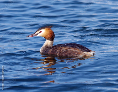 Crested grebe (podiceps cristatus) duck on water