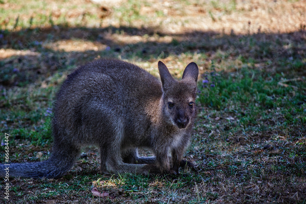 Red kangaroo (Macropus rufus) portrait
