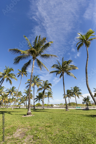 Palm trees in Miami Beach, Florida © victormro