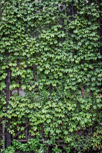 Green ivy on metal gate.