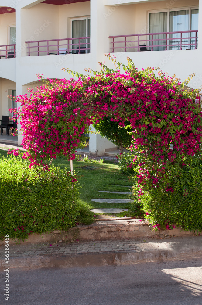 beautiful hedge of flowers on a background of the hotel