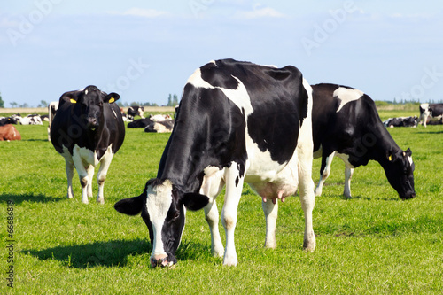 Cows © VanderWolf Images