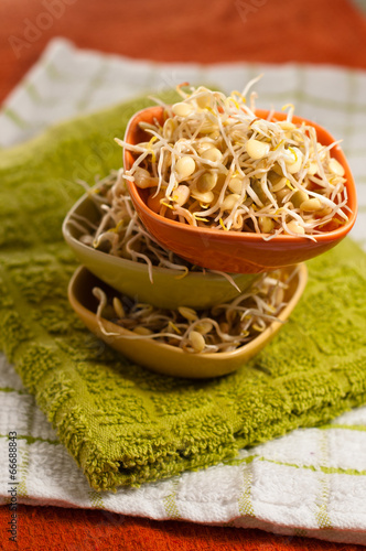 germogli di lenticchie