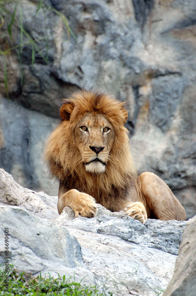 Obraz premium Lion