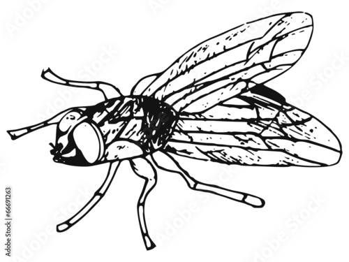 fly