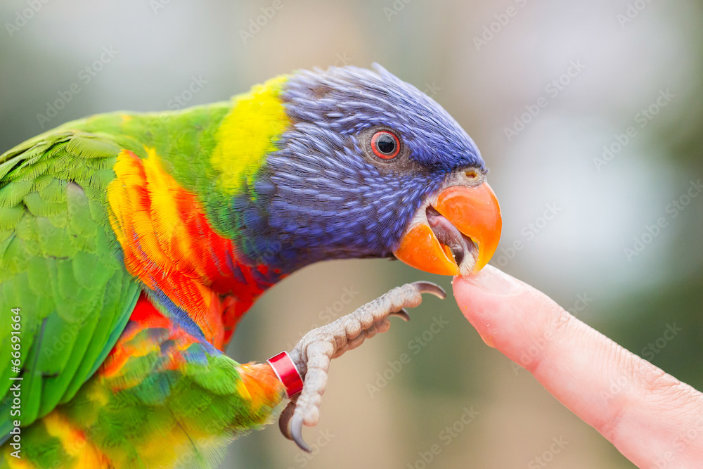 Naklejka premium Australian Rainbow Lorikeet, Trichoglossus moluccanus