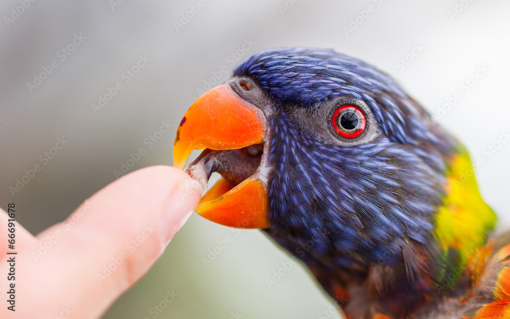 Naklejka premium Australian Rainbow Lorikeet, Trichoglossus moluccanus