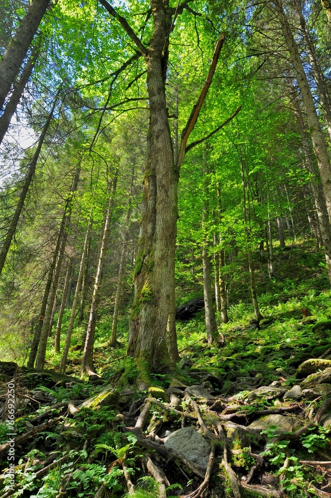 Forest on a high mountain slope Forest on a high mountain slope