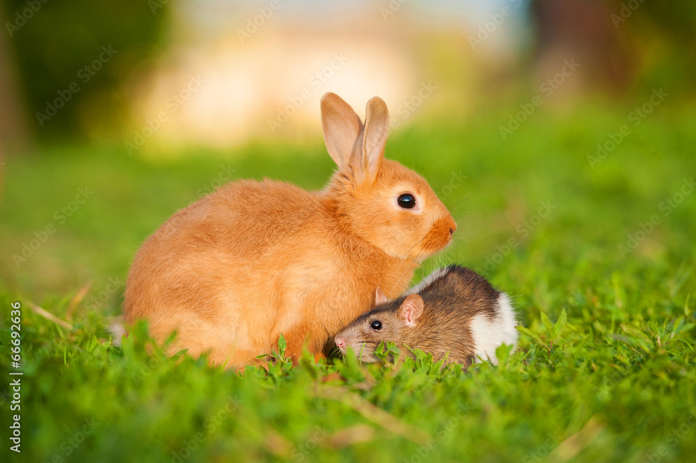 Little rabbit with domestic rat sitting outdoors Little rabbit with domestic rat sitting outdoors