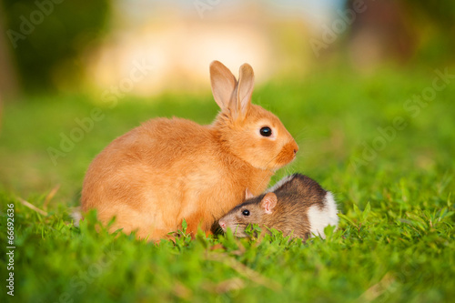 Little rabbit with domestic rat sitting outdoors