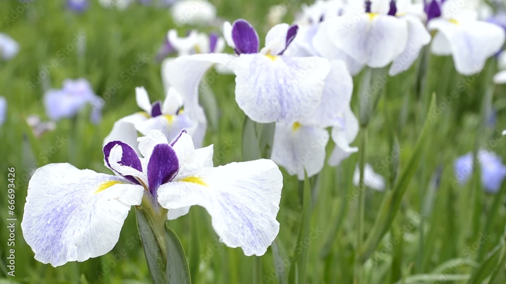 白と紫の花菖蒲の花 白と紫の花菖蒲の花