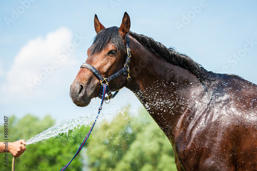 Bay horse enjoying the shower outdoor