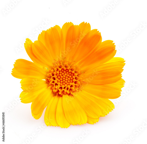 Calendula. flowers isolated on white