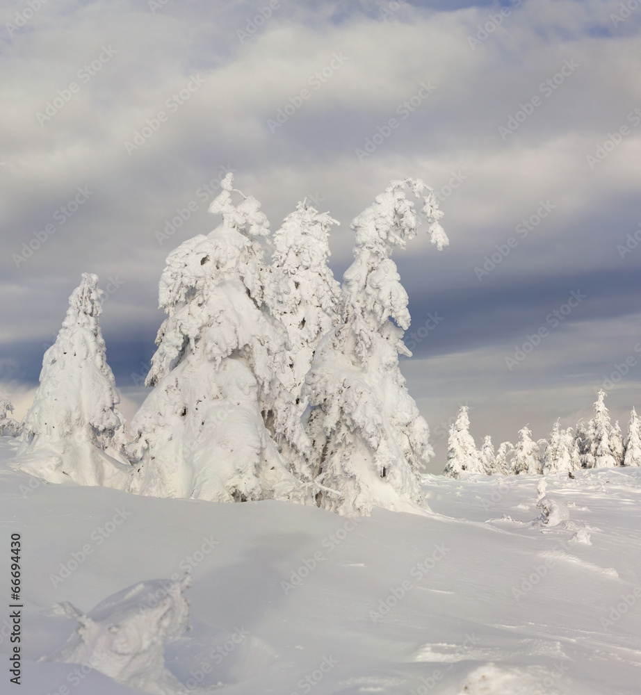 custom made wallpaper toronto digitalTrees covered with hoarfrost and snow in mountains