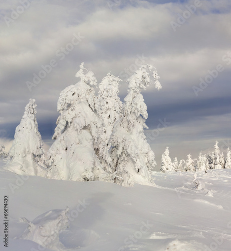 Wallpaper Mural Trees covered with hoarfrost and snow in mountains Torontodigital.ca