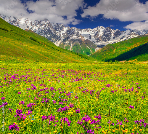 Fototapeta Naklejka Na Ścianę i Meble -  Beautiful view of alpine meadows in the Caucasus mountains.