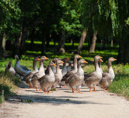 Fotografija geese