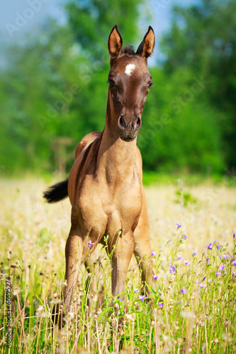 Foto Akhal-Teke horse