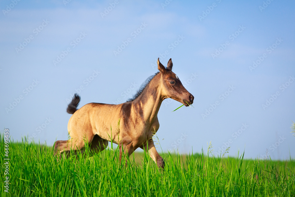 Akhal-Teke horse Akhal-Teke horse