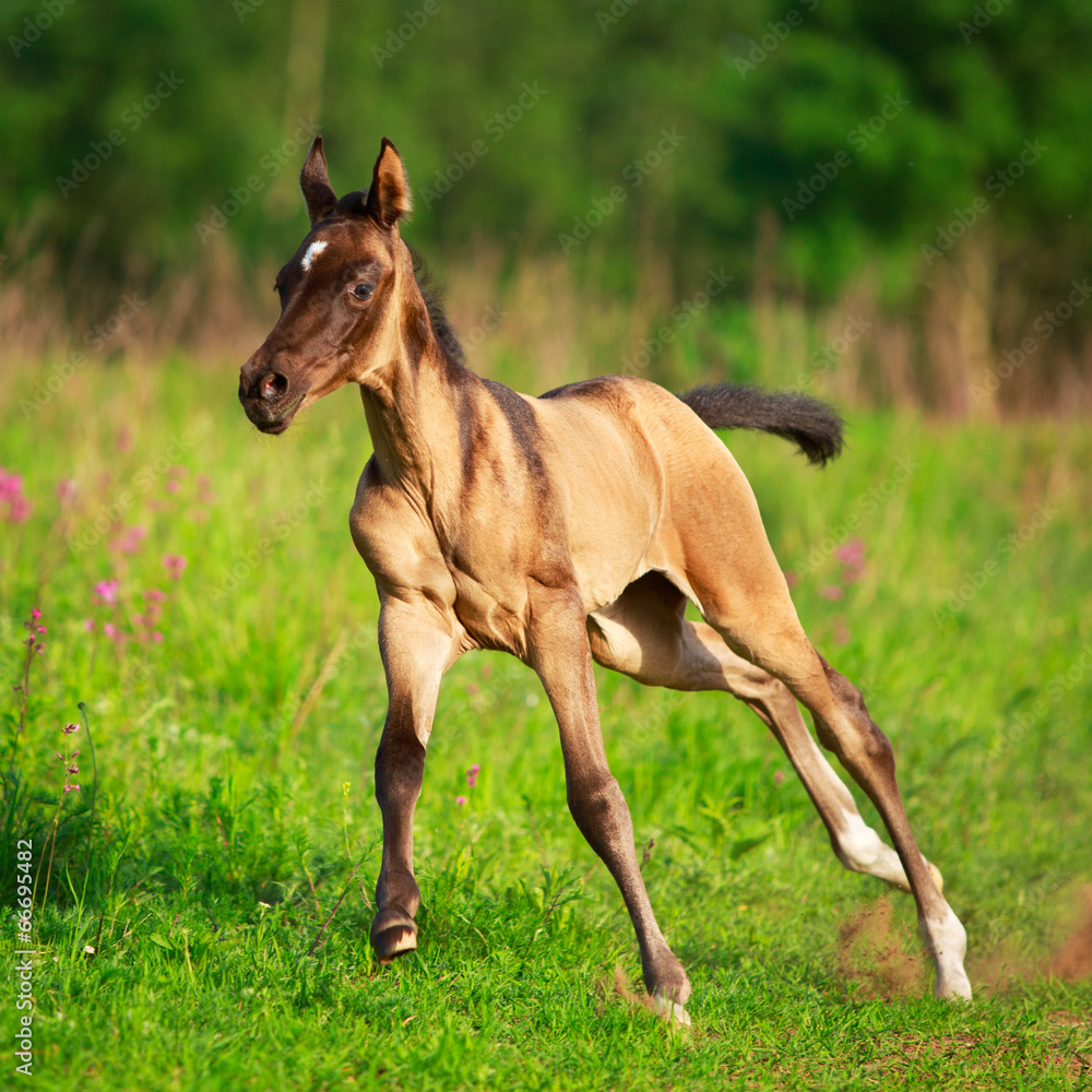 Obraz premium Akhal-Teke horse