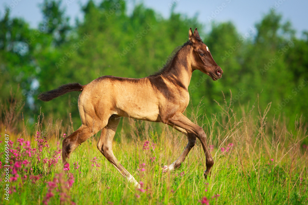 Akhal-Teke horse