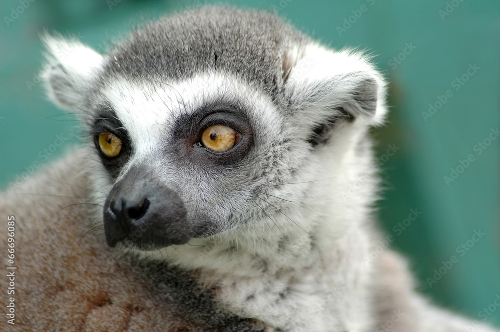 Fototapeta premium Ring-tailed Lemur (Lemur catta)
