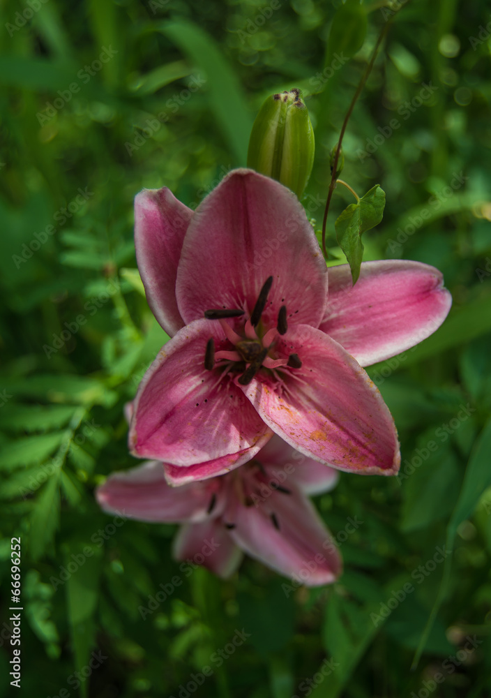 Fototapeta premium лилии