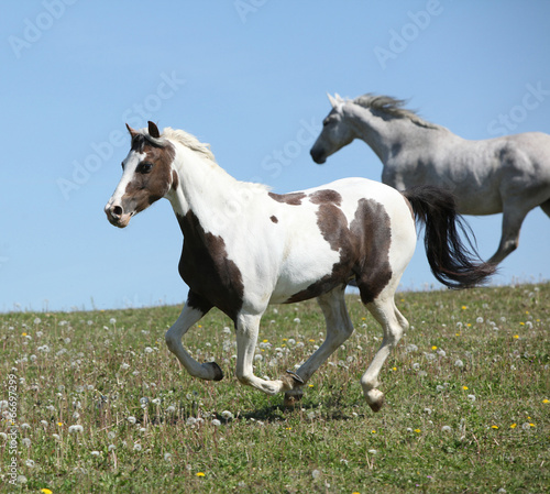 Two amazing horses running together © Zuzana Tillerova