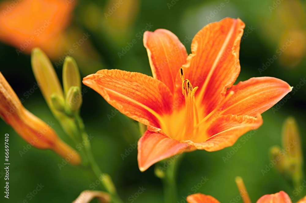 Orange lily Orange lily
