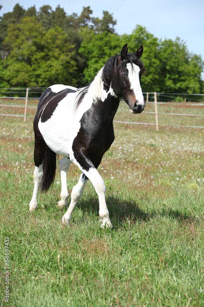 Gorgeous paint horse running on flowered pasturage Gorgeous paint horse running on flowered pasturage