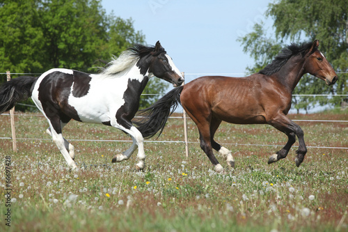 Two amazing horses running on spring pasturage © Zuzana Tillerova