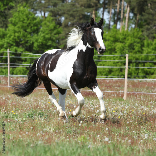 Beautiful skewbald stallion running on flowering pasturage