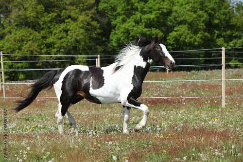 Gorgeous paint horse running on flowered pasturage