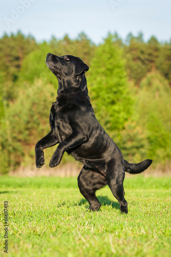 Black labrador playing