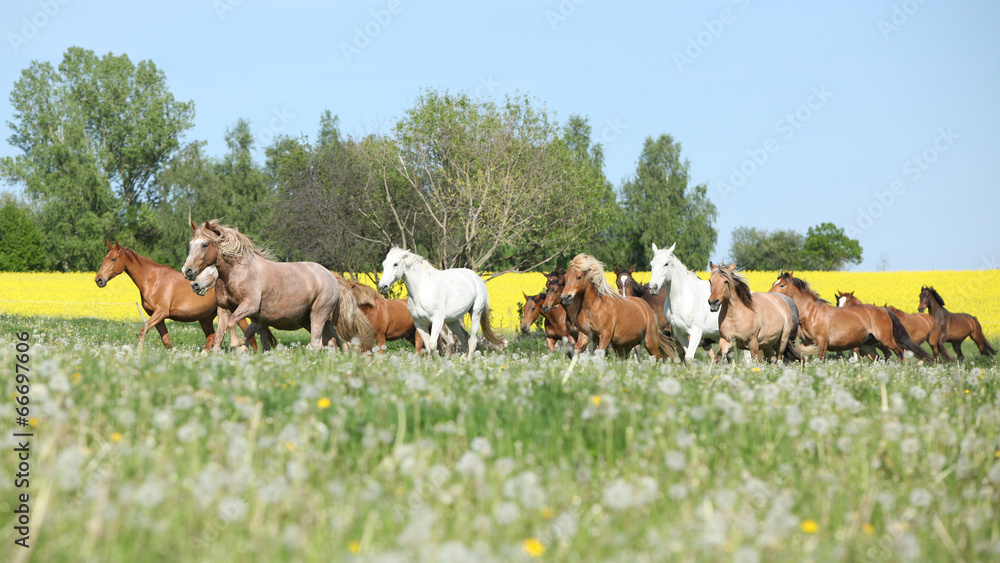 Fototapeta premium Very various barch of horses running on pasturage