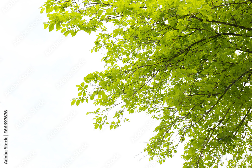 Beautiful spring leaves on tree, outdoors Beautiful spring leaves on tree, outdoors
