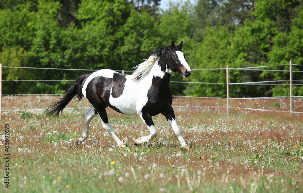 Beautiful skewbald stallion running on flowering pasturage