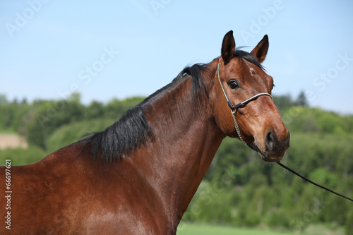 Nice brown horse with show halter  looking at you