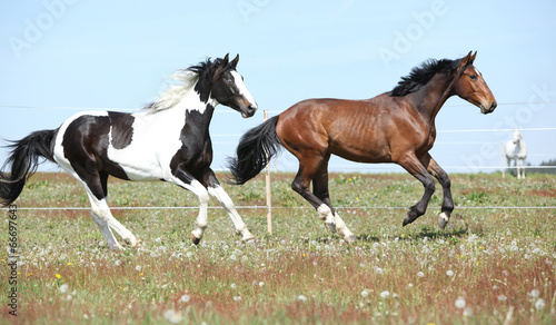 Two amazing horses running together