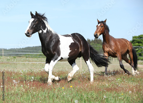 Fototapeta Naklejka Na Ścianę i Meble -  Two amazing horses running together
