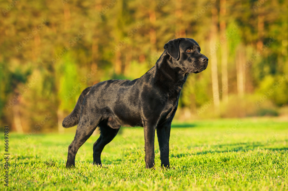 Black labrador Black labrador