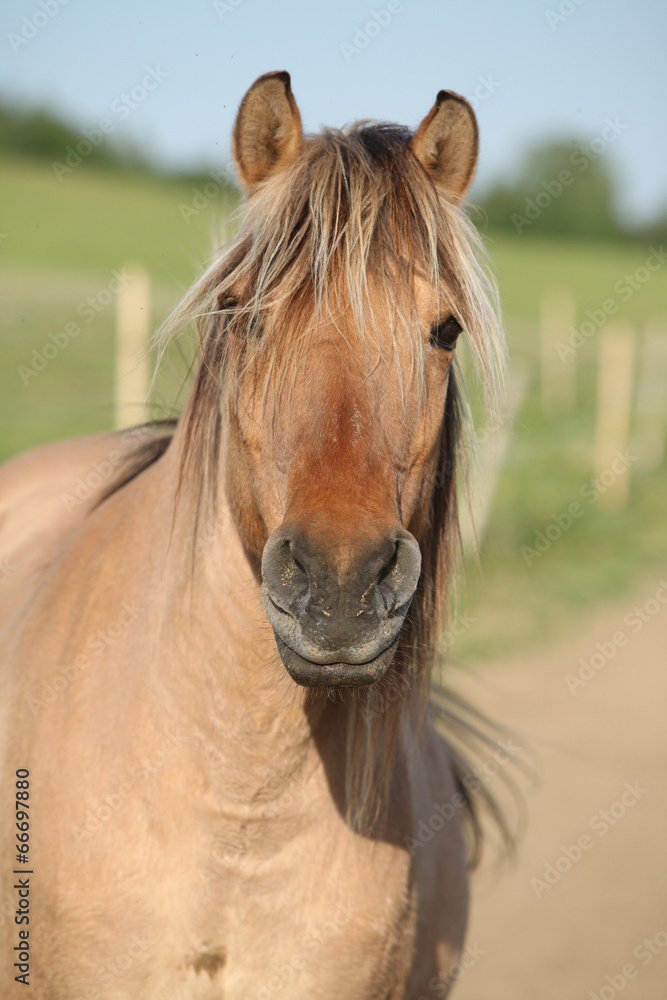 Portrait of nice pony Portrait of nice pony