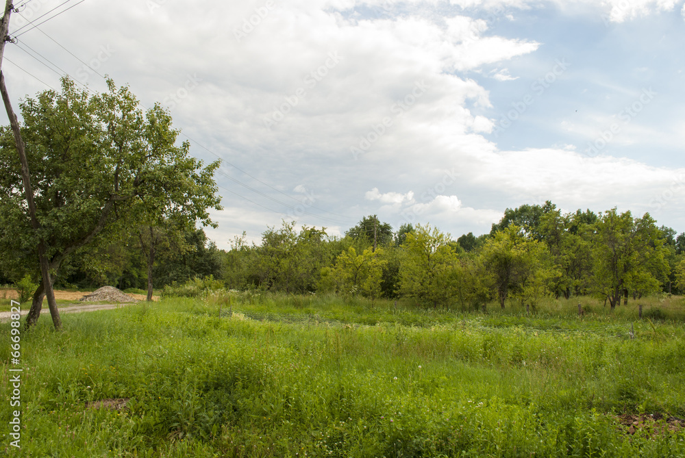 Field and Trees