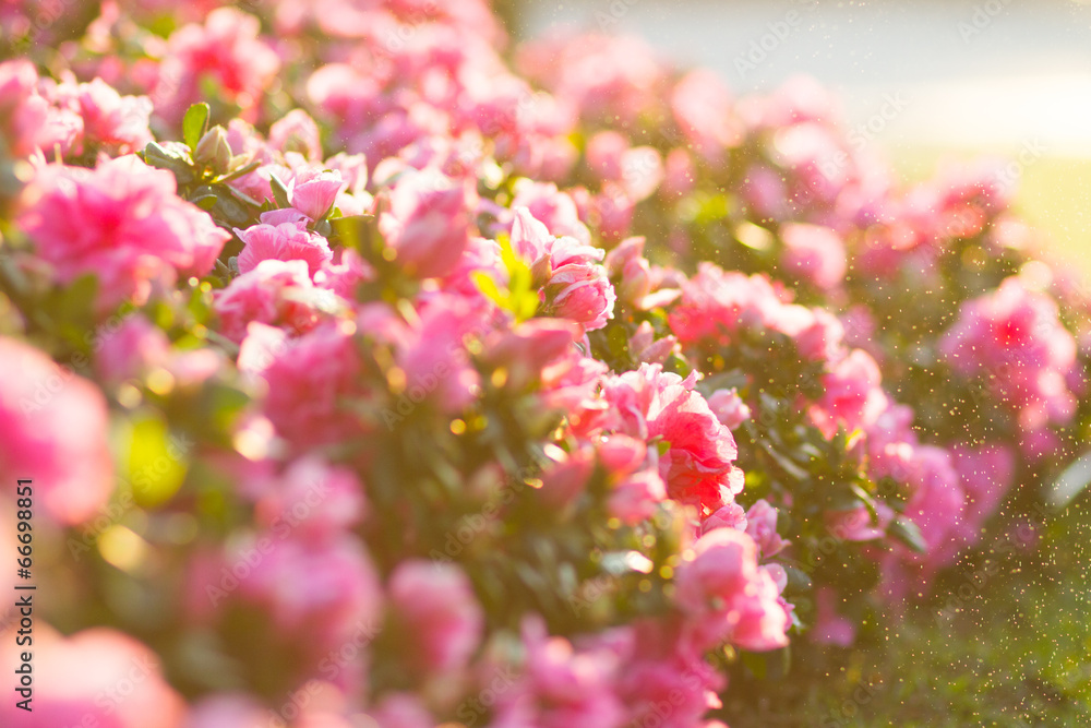 Obraz premium pink begonias