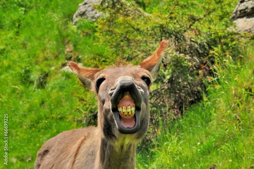 Funny donkey photo