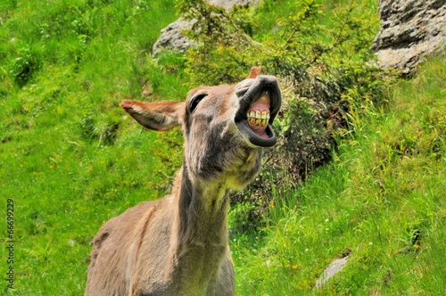 Smiling Donkey